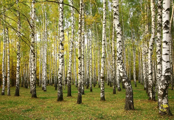 Zonnige herfst berkenbomen — Stockfoto