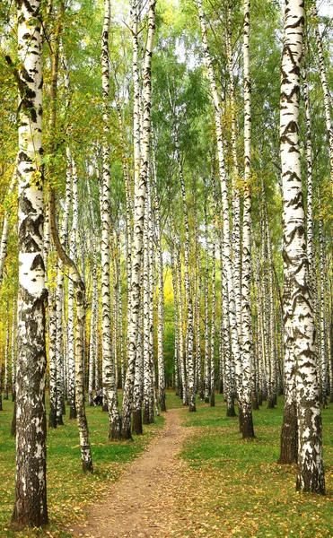 Evening pathway in the autumn birch grove — Stock Photo, Image