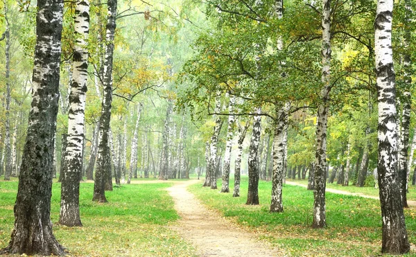 Городской парк в туманное утро — стоковое фото