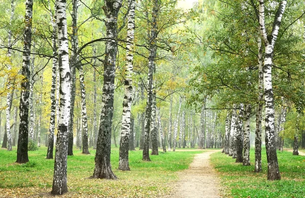 Morning pathway in mist autumn birch park — Stock Photo, Image