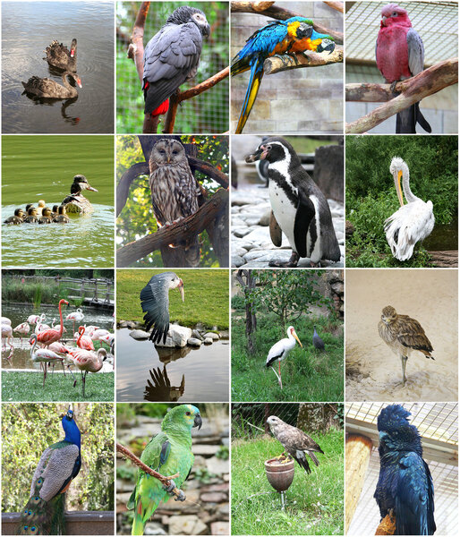 Collage of different birds