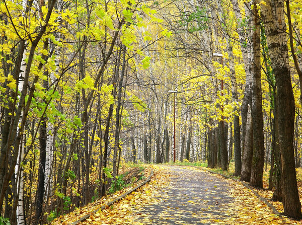 Walkway in the city autumn park