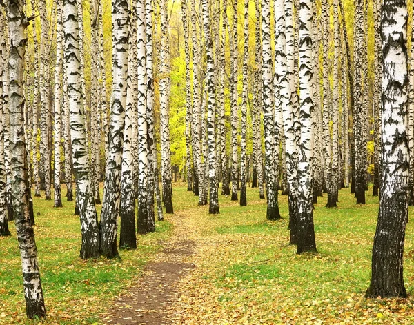 Autumn in birch grove — Stock Photo, Image