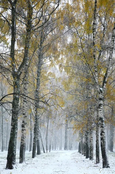 暴风雪在秋季城市公园 — 图库照片