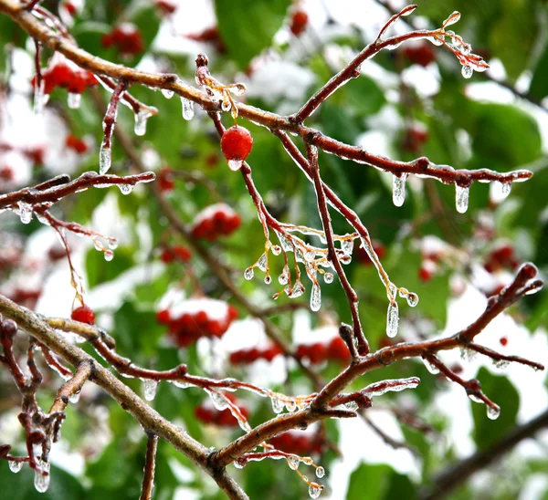 Ijspegels op appelboom in besneeuwde herfstweer — Stockfoto