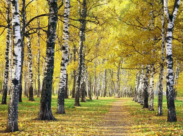 Pathway in golden autumn park — Stock Photo, Image