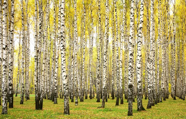 Őszi birches — Stock Fotó