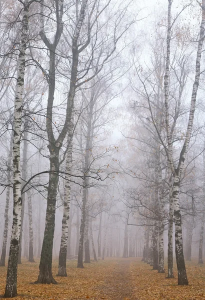 Wandelpad in mist herfst berk park — Stockfoto