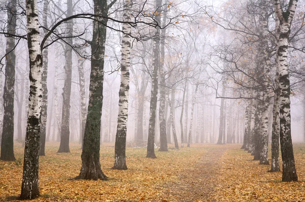 Herbstpark bei Nebelwetter — Stockfoto