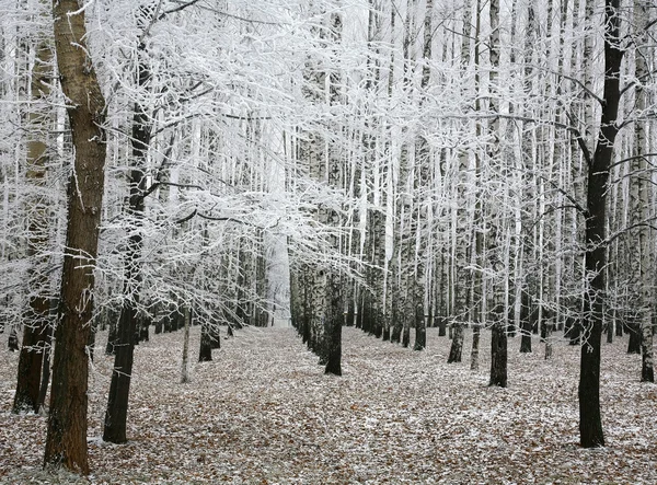 Mooie winter bomen — Stockfoto