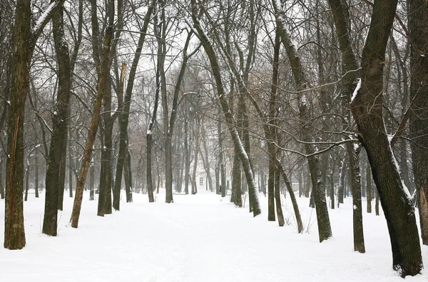 城市公园里的冬季树木 — 图库照片