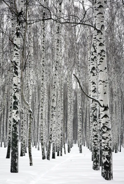 Camino en el bosque de abedul de invierno Imagen De Stock