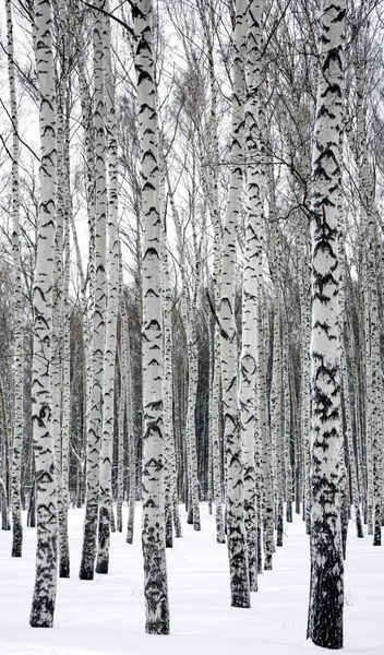 Bouleaux dans la forêt d'hiver — Photo