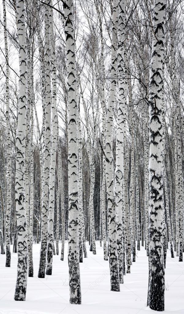 Birches in winter forest