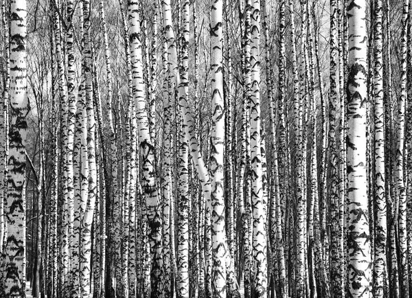 Сонячні стовбури березових дерев чорно-білих Стокове Зображення