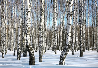 Güneşli kış huş grove