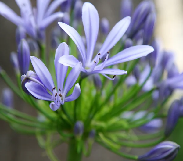 Exotic delicate flower — Stock Photo, Image