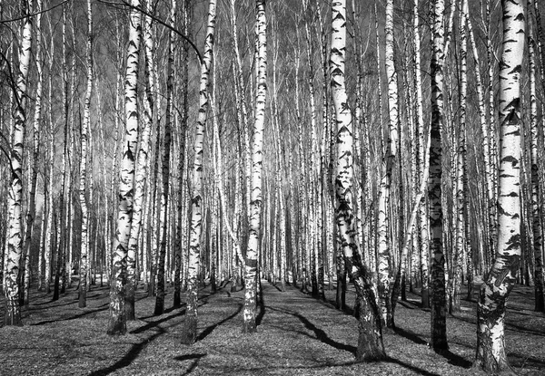 Primavera soleado abedul arboleda blanco y negro — Foto de Stock