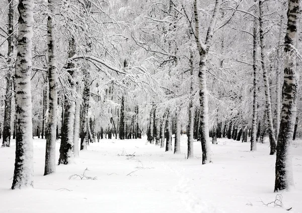 Betulle invernali in giorno di aprile di primavera — Foto Stock