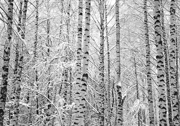 Sneeuw berkenbomen zwart-wit — Stockfoto