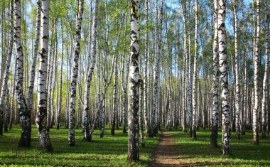 İlk Bahar Yeşiller akşam huş Grove