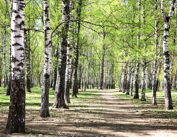 Eerste dagen van de lente in het ochtend zonnige berk forest — Stockfoto