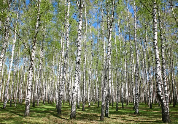 Весенние березы с первыми зелеными на голубом небе — стоковое фото