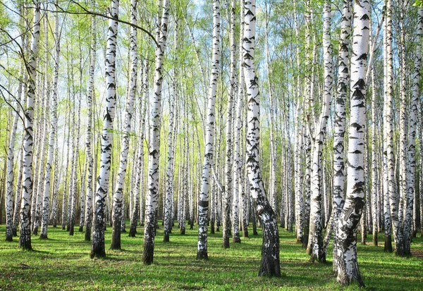 Spring birches — Stock Photo, Image
