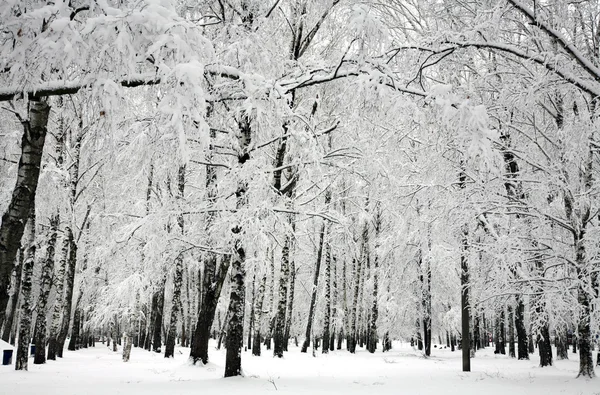 Winterbirken — Stockfoto