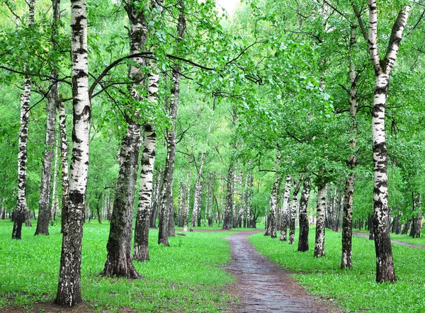 Regniga våren Björk grove — Stockfoto