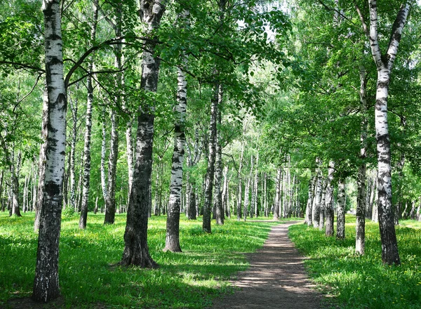 Paseo por la mañana en el parque de la ciudad de abedul primavera — Foto de Stock