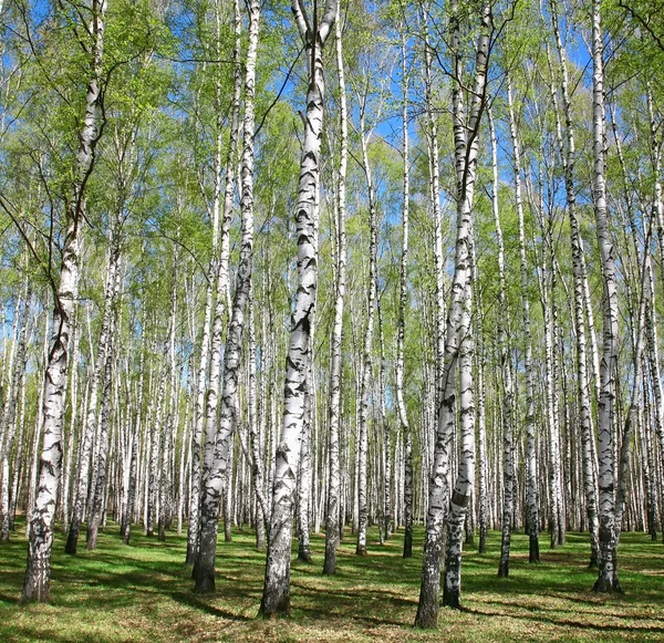 Весенние березы с первыми зелеными на голубом небе — стоковое фото