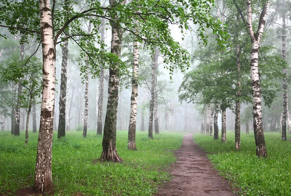 Sabah sis huş ağacı orman — Stok fotoğraf