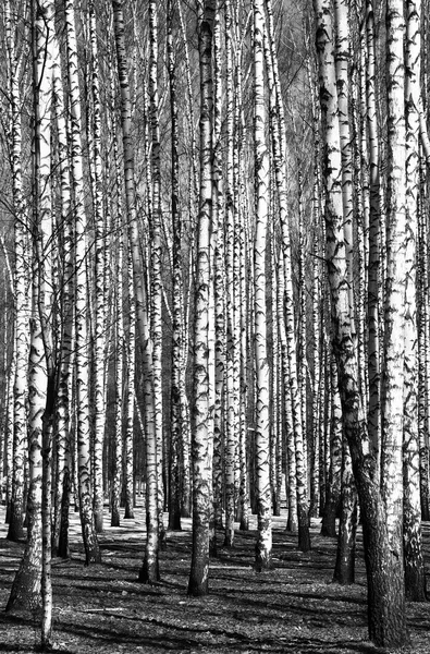 Voorjaar berkenbomen zwart-wit — Stockfoto