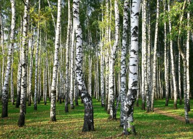Güneşli sonbahar huş grove