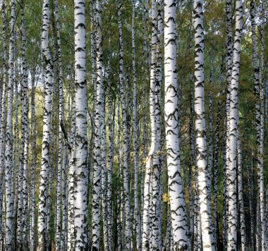Ağaçlar sonbahar mayo huş ağacı