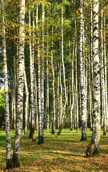 Sonbahar ormanında huş ağacı — Stok fotoğraf