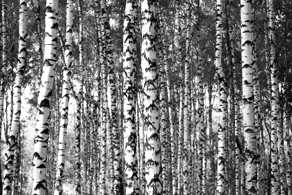 Trunks birch trees black and white — Stock Photo, Image