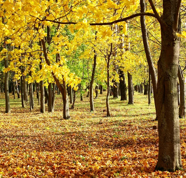 Árbol de otoño con hojas doradas a la luz del sol —  Fotos de Stock