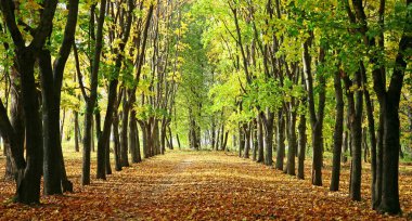 Renkli ağaçlar ve güneş ışığı ile bir park sokakta