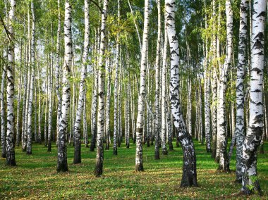 Sonbahar huş grove akşam