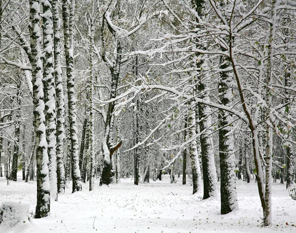 Björkar med höstens nysnö — Stockfoto