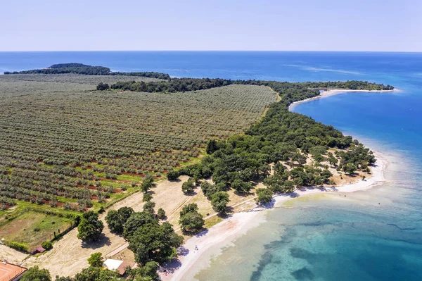 Una Increíble Vista Aérea Las Playas Campo Olivos Cervar Porat — Foto de Stock