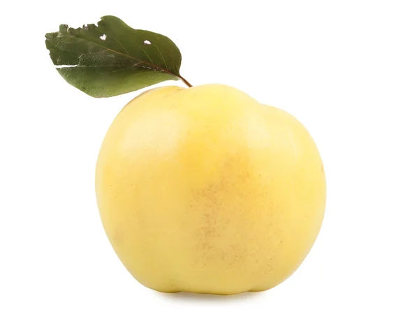 Yellow quince — Stock Photo, Image