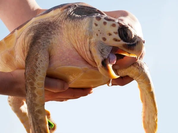 Tortuga marina — Foto de Stock