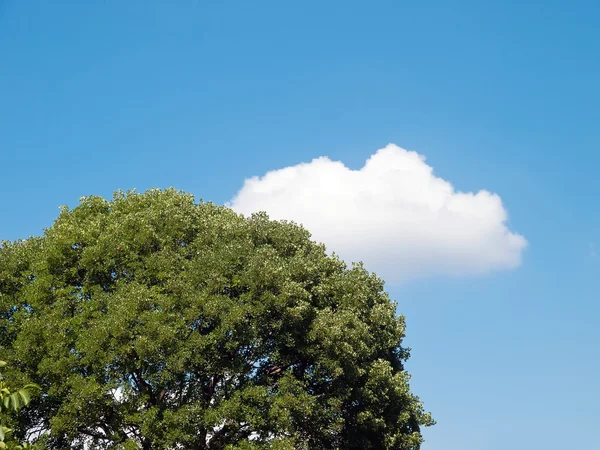 Nuage et arbre — Photo