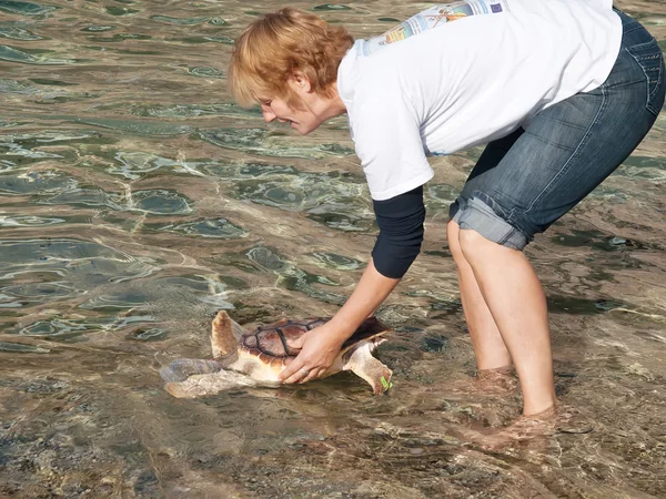 Marine turtle — Stock Photo, Image