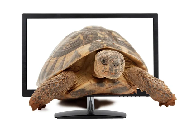 Turtle and monitor — Stock Photo, Image