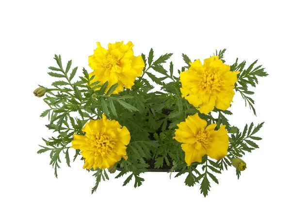 Marigold flowers — Stock Photo, Image