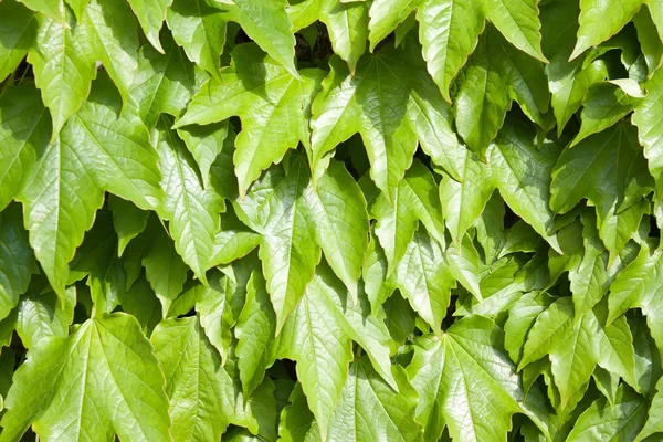 Grüner Hintergrund — Stockfoto